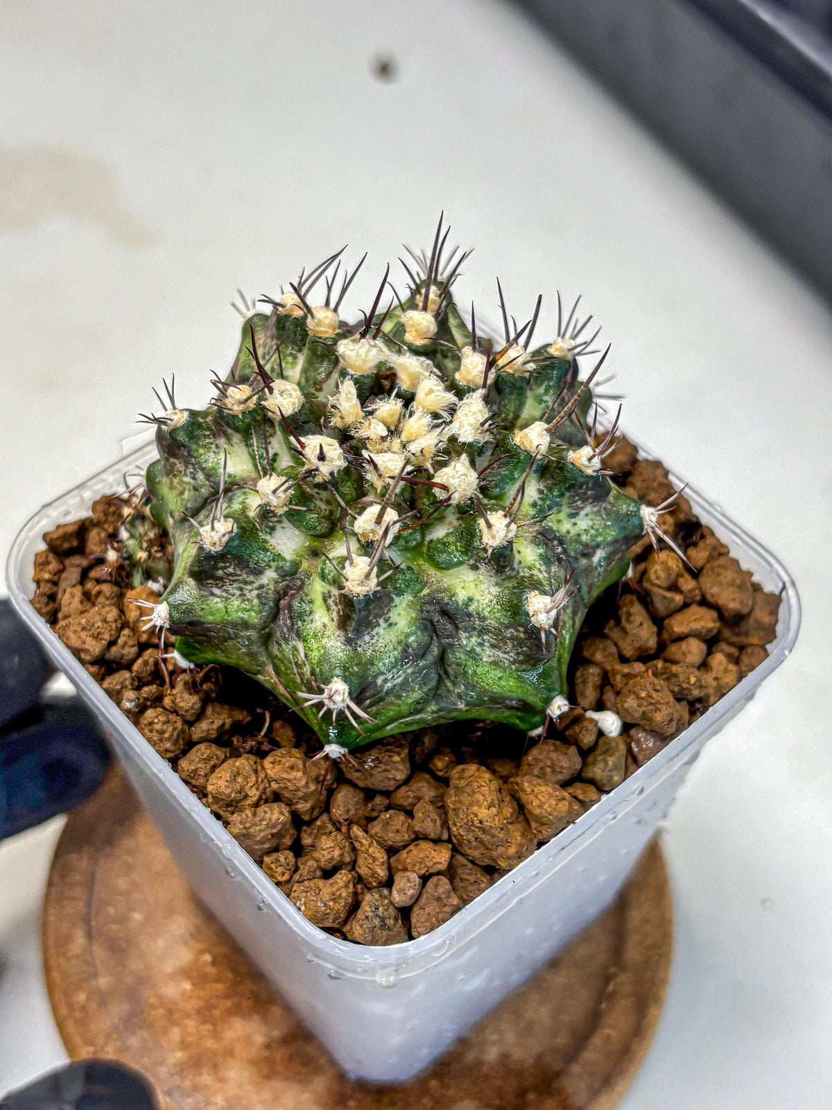 Gymnocalycium T-Rex (gy10) (5) | Variegated Cactus