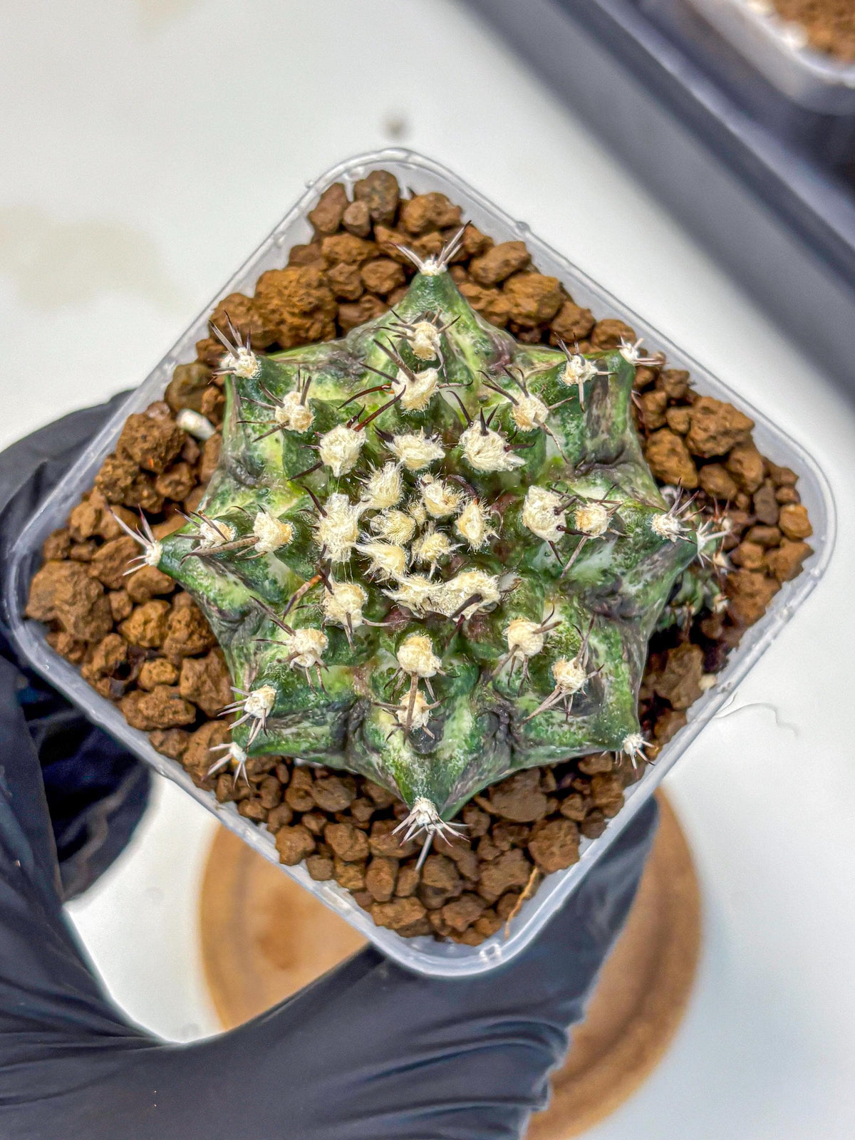 Gymnocalycium T-Rex (gy10) (5) | Variegated Cactus
