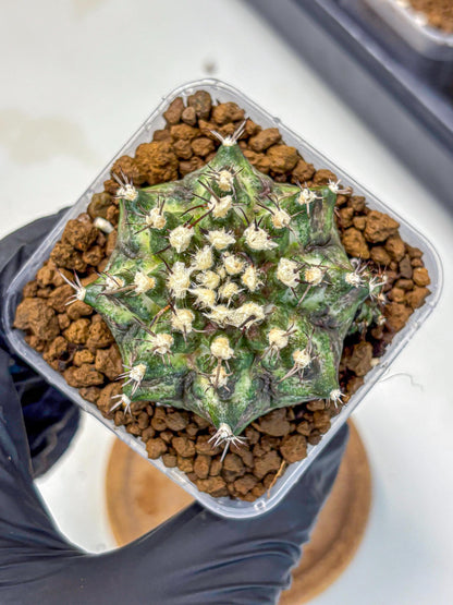 Gymnocalycium T-Rex (gy10) (5) | Variegated Cactus