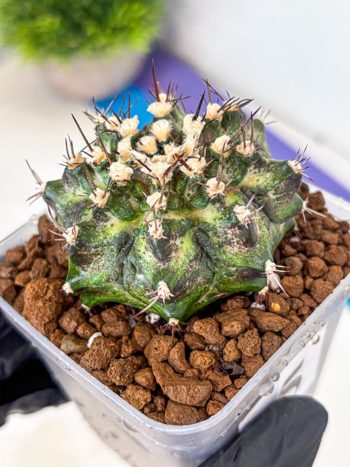 Gymnocalycium T-Rex (gy10) (5) | Variegated Cactus