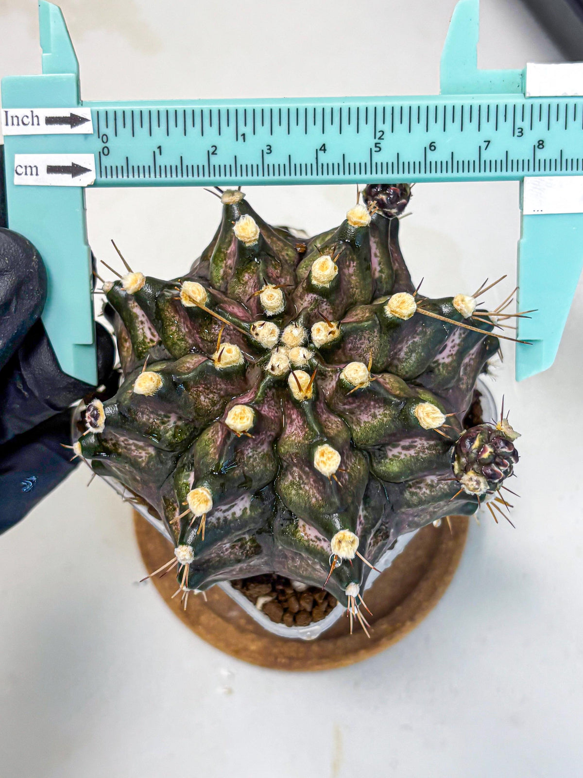 Gymnocalycium T-Rex (gy10) (8) | Variegated Cactus