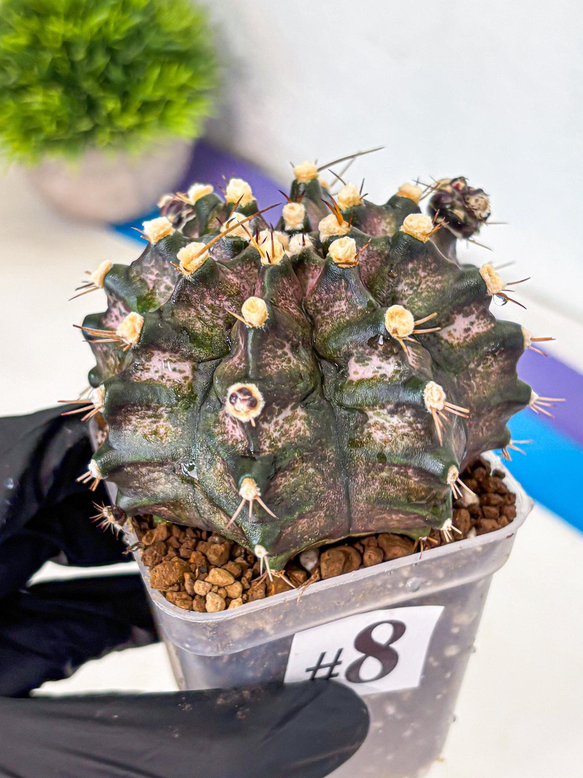 Gymnocalycium T-Rex (gy10) (8) | Variegated Cactus