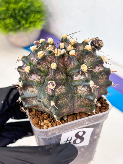 Gymnocalycium T-Rex (gy10) (8) | Variegated Cactus