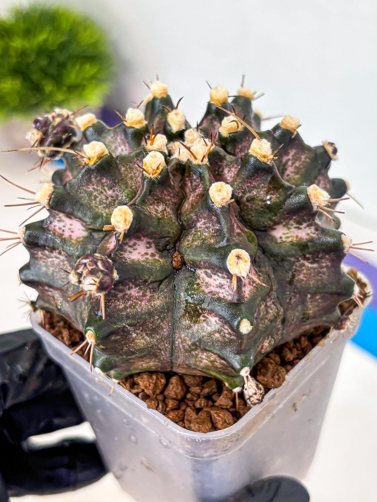 Gymnocalycium T-Rex (gy10) (8) | Variegated Cactus