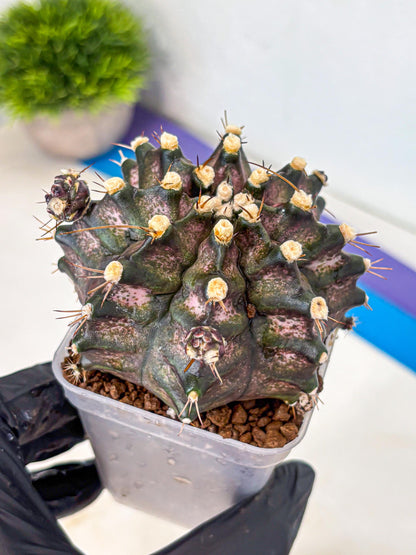 Gymnocalycium T-Rex (gy10) (8) | Variegated Cactus