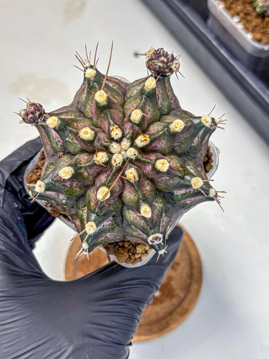 Gymnocalycium T-Rex (gy10) (8) | Variegated Cactus