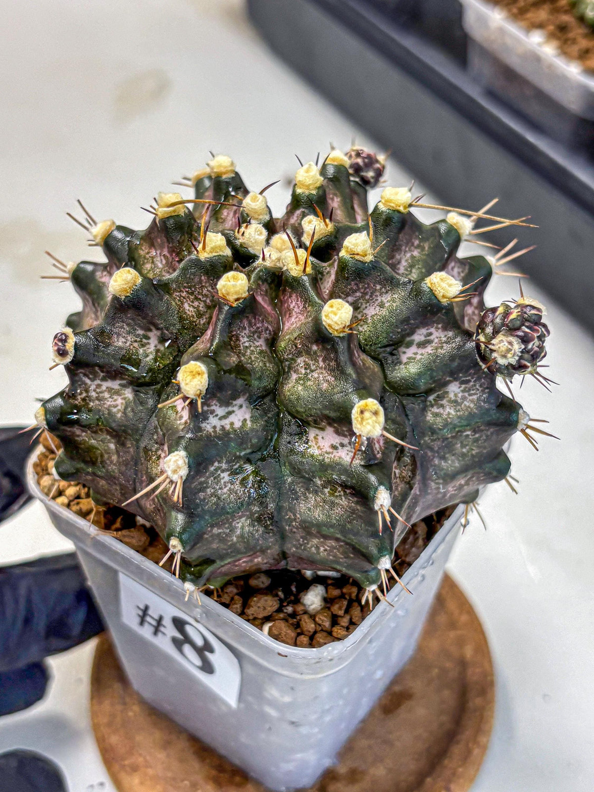 Gymnocalycium T-Rex (gy10) (8) | Variegated Cactus