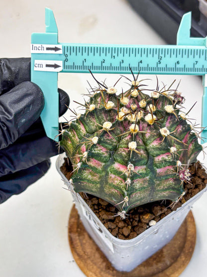 Gymnocalycium T-Rex (gy10) (9) | Variegated Cactus