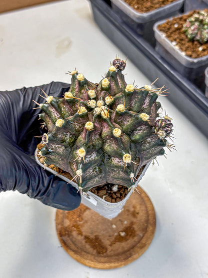 Gymnocalycium T-Rex (gy10) (8) | Variegated Cactus