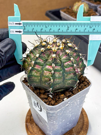 Gymnocalycium T-Rex (gy10) (9) | Variegated Cactus