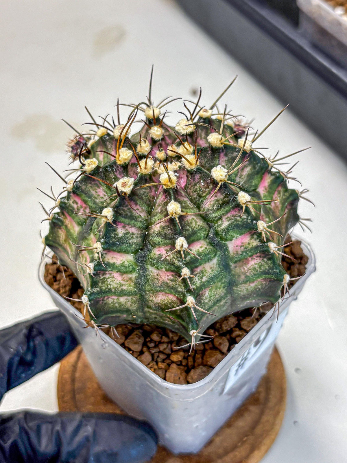 Gymnocalycium T-Rex (gy10) (9) | Variegated Cactus