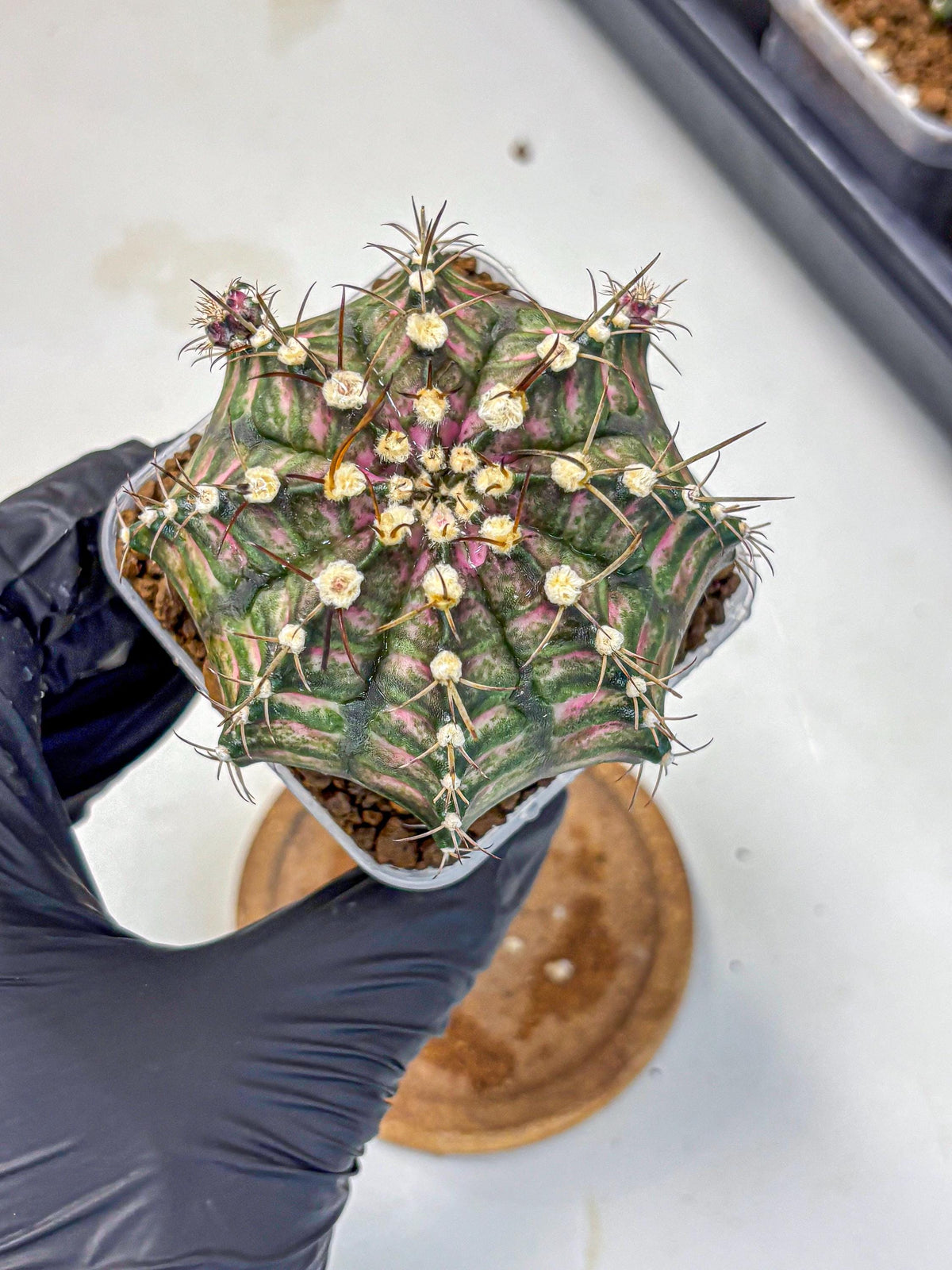 Gymnocalycium T-Rex (gy10) (9) | Variegated Cactus