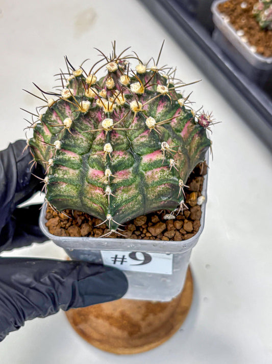 Gymnocalycium T-Rex (gy10) (9) | Variegated Cactus