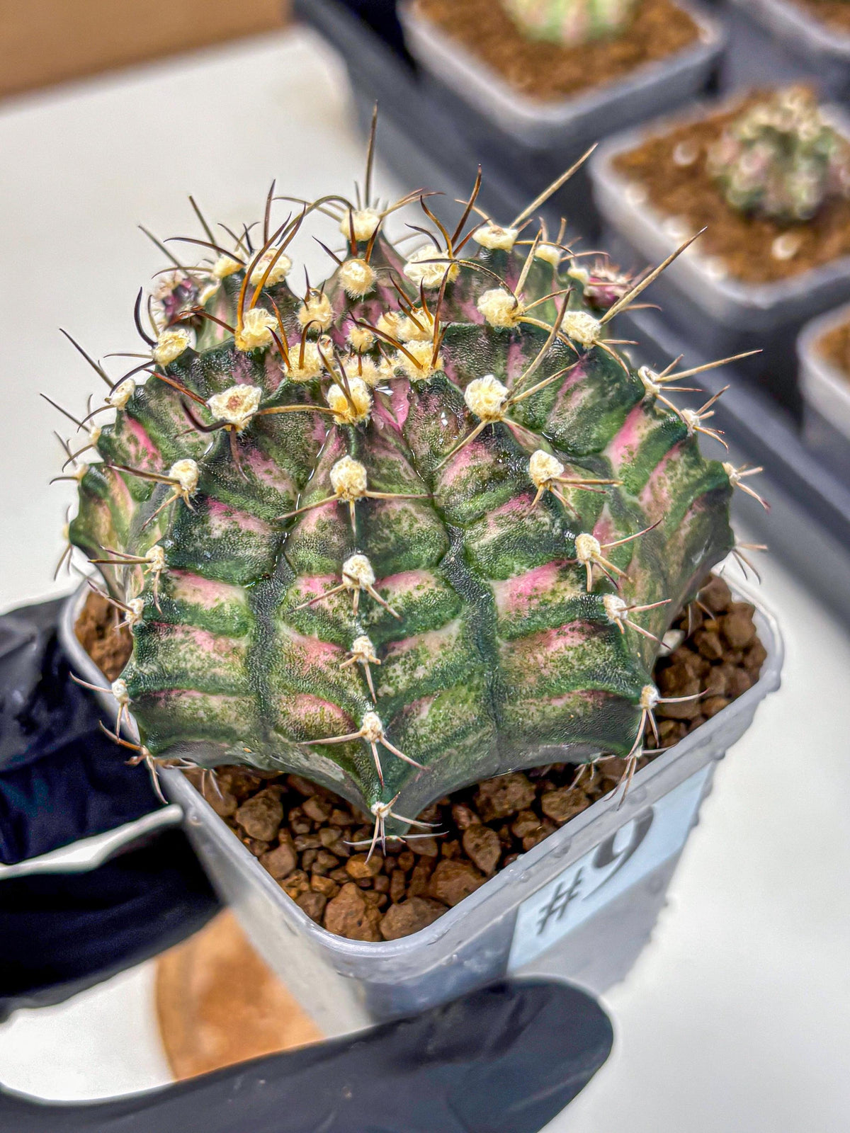 Gymnocalycium T-Rex (gy10) (9) | Variegated Cactus