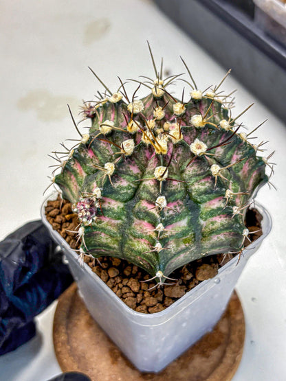 Gymnocalycium T-Rex (gy10) (9) | Variegated Cactus