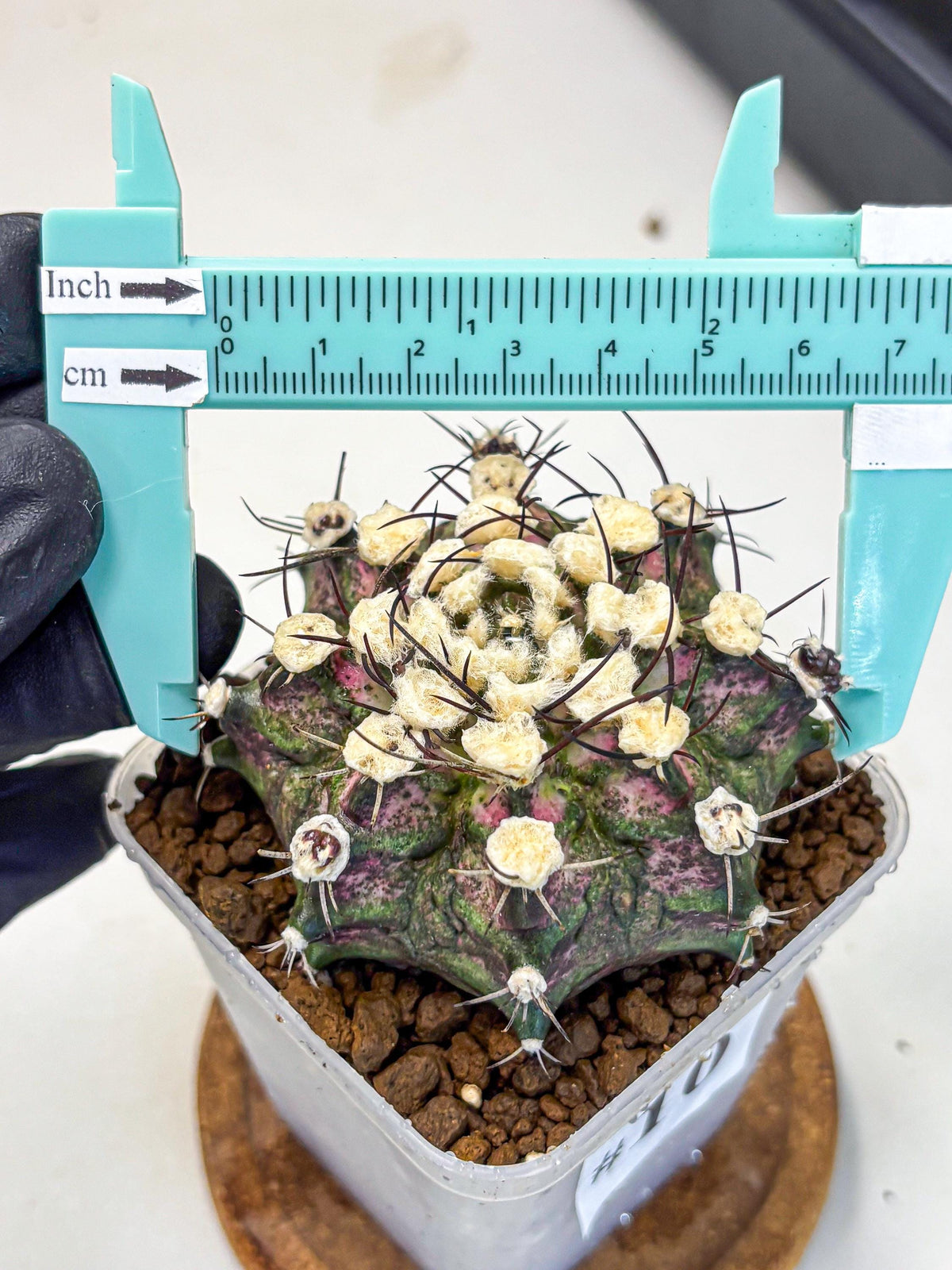 Gymnocalycium T-Rex (gy10) (10) | Variegated Cactus