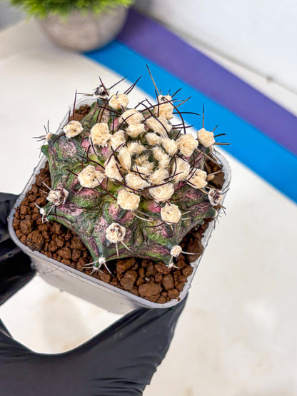 Gymnocalycium T-Rex (gy10) (10) | Variegated Cactus