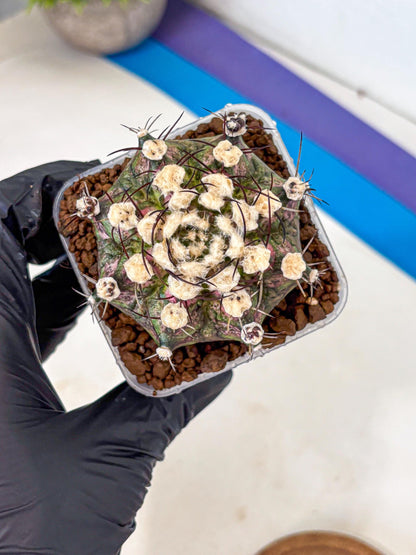 Gymnocalycium T-Rex (gy10) (10) | Variegated Cactus
