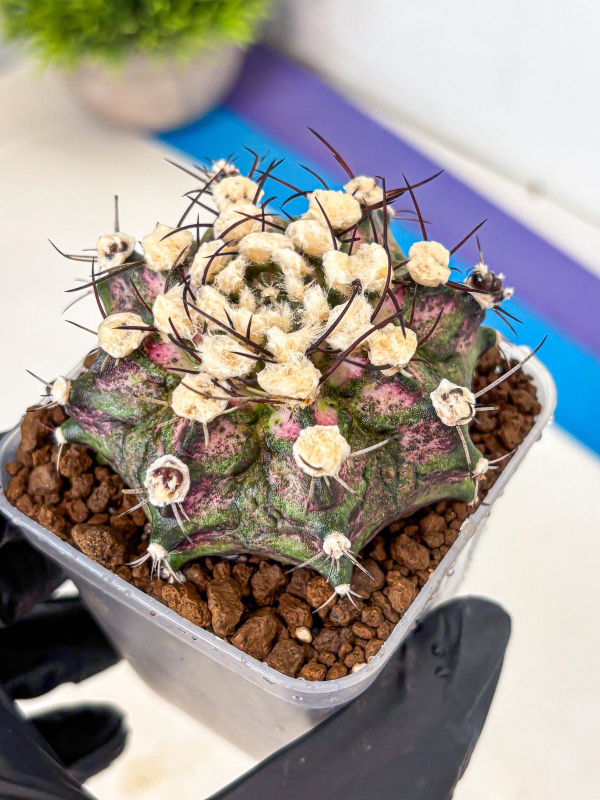 Gymnocalycium T-Rex (gy10) (10) | Variegated Cactus