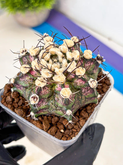 Gymnocalycium T-Rex (gy10) (10) | Variegated Cactus