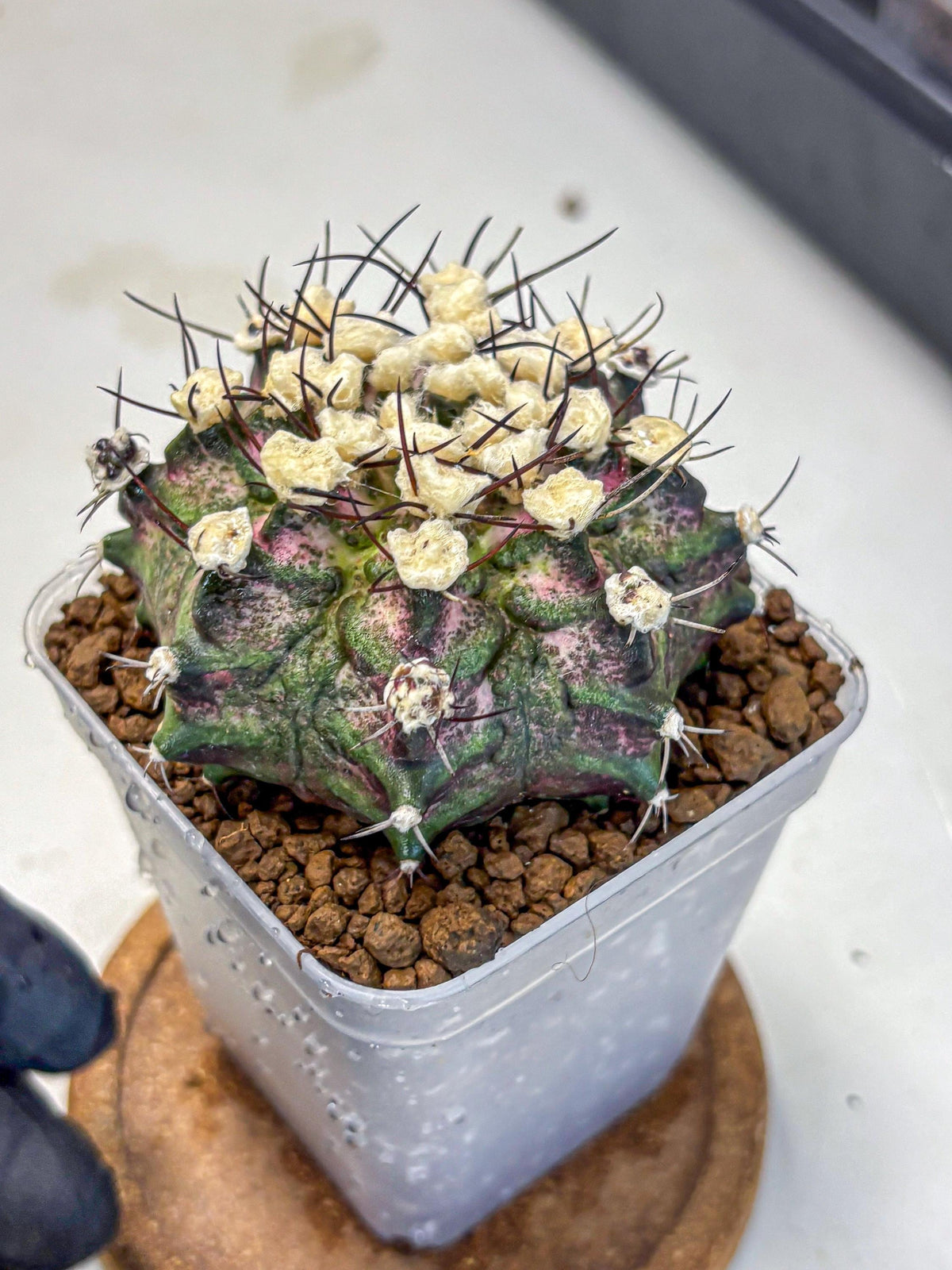 Gymnocalycium T-Rex (gy10) (10) | Variegated Cactus