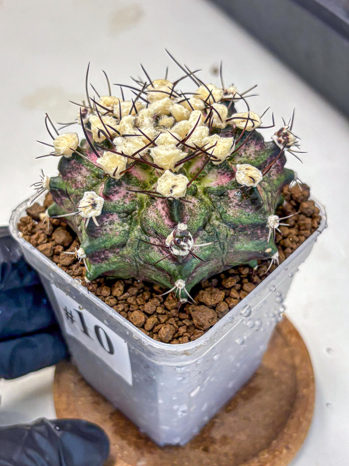 Gymnocalycium T-Rex (gy10) (10) | Variegated Cactus