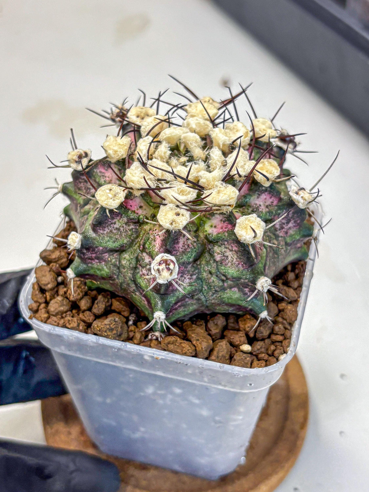 Gymnocalycium T-Rex (gy10) (10) | Variegated Cactus