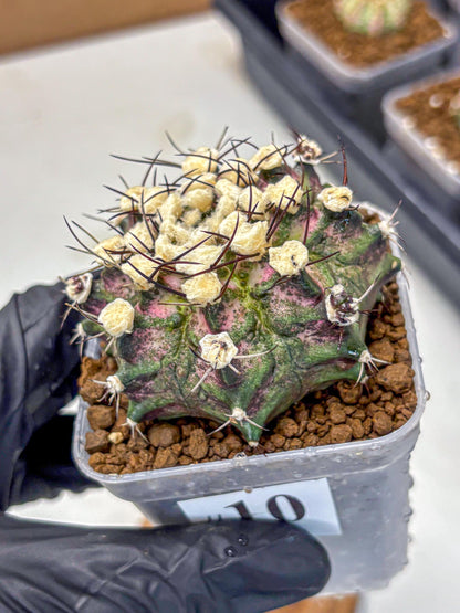 Gymnocalycium T-Rex (gy10) (10) | Variegated Cactus