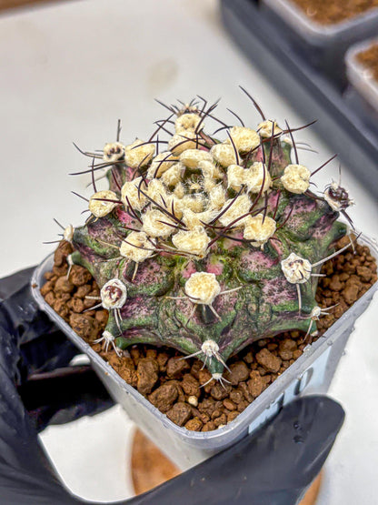 Gymnocalycium T-Rex (gy10) (10) | Variegated Cactus