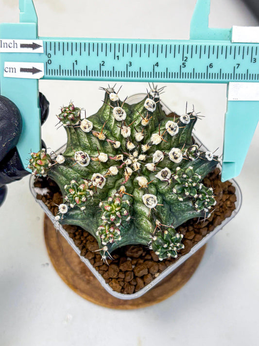 Gymnocalycium T-Rex (gy10) (13) | Variegated Cactus