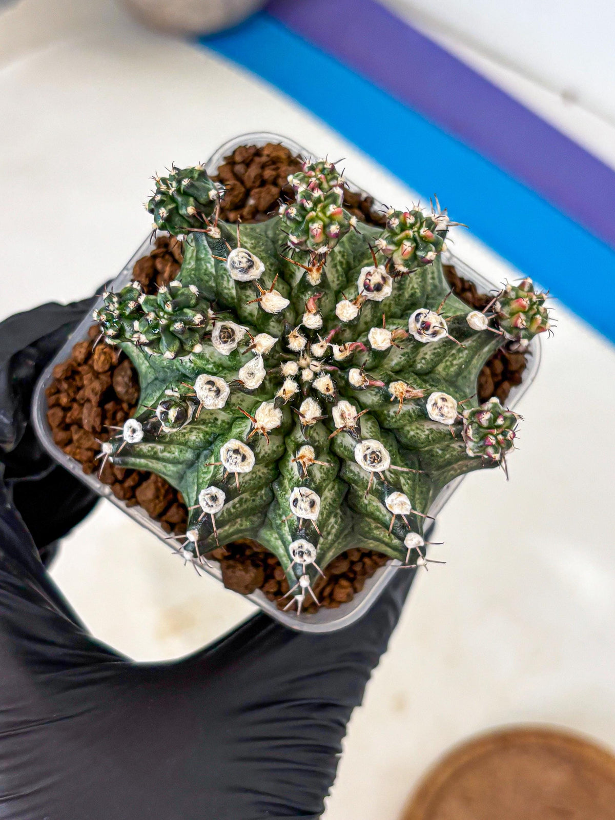 Gymnocalycium T-Rex (gy10) (13) | Variegated Cactus