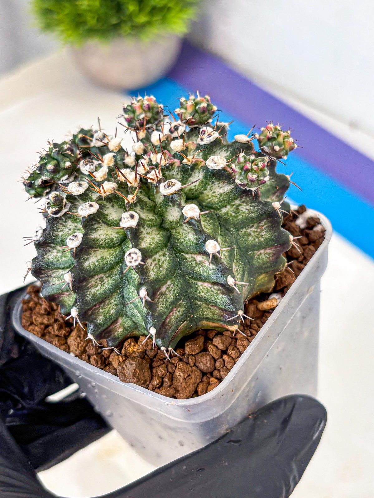 Gymnocalycium T-Rex (gy10) (13) | Variegated Cactus