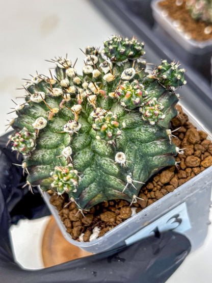 Gymnocalycium T-Rex (gy10) (13) | Variegated Cactus