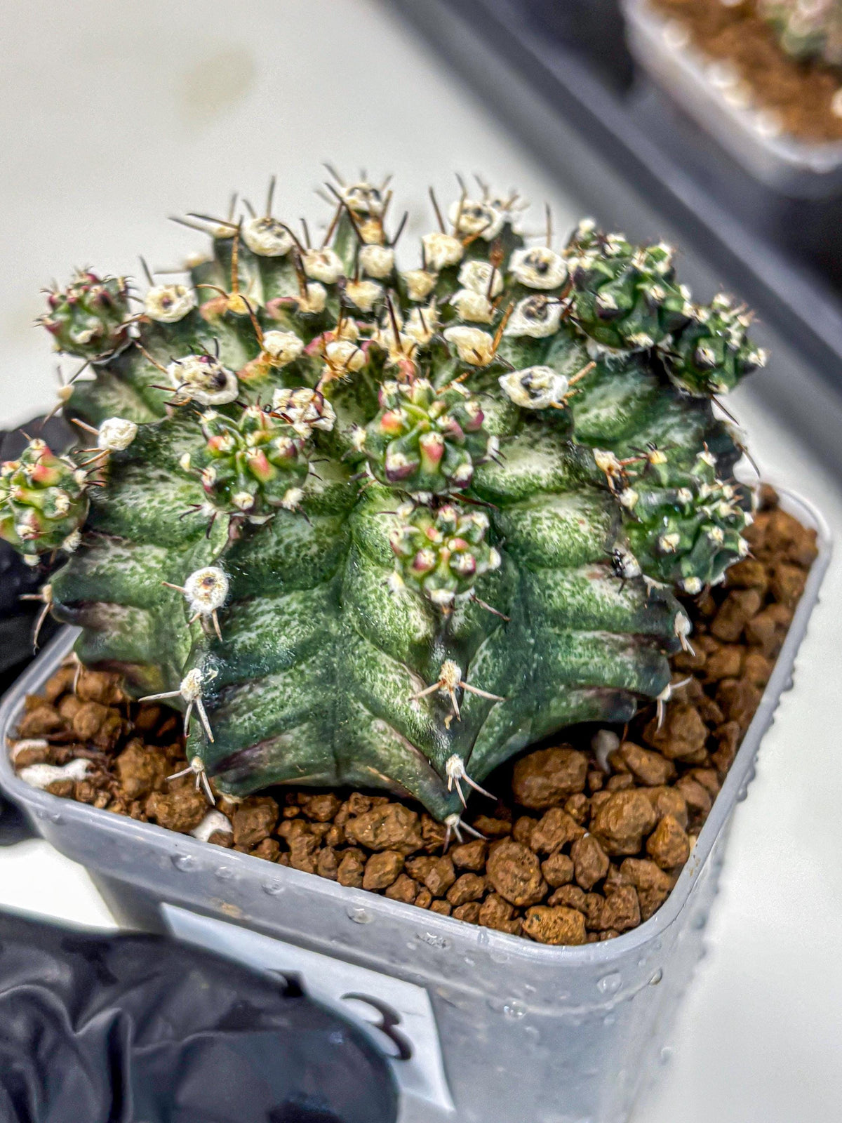 Gymnocalycium T-Rex (gy10) (13) | Variegated Cactus