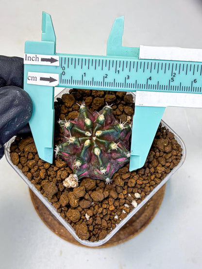 Gymnocalycium T-Rex (gy10) (15) | Variegated Cactus