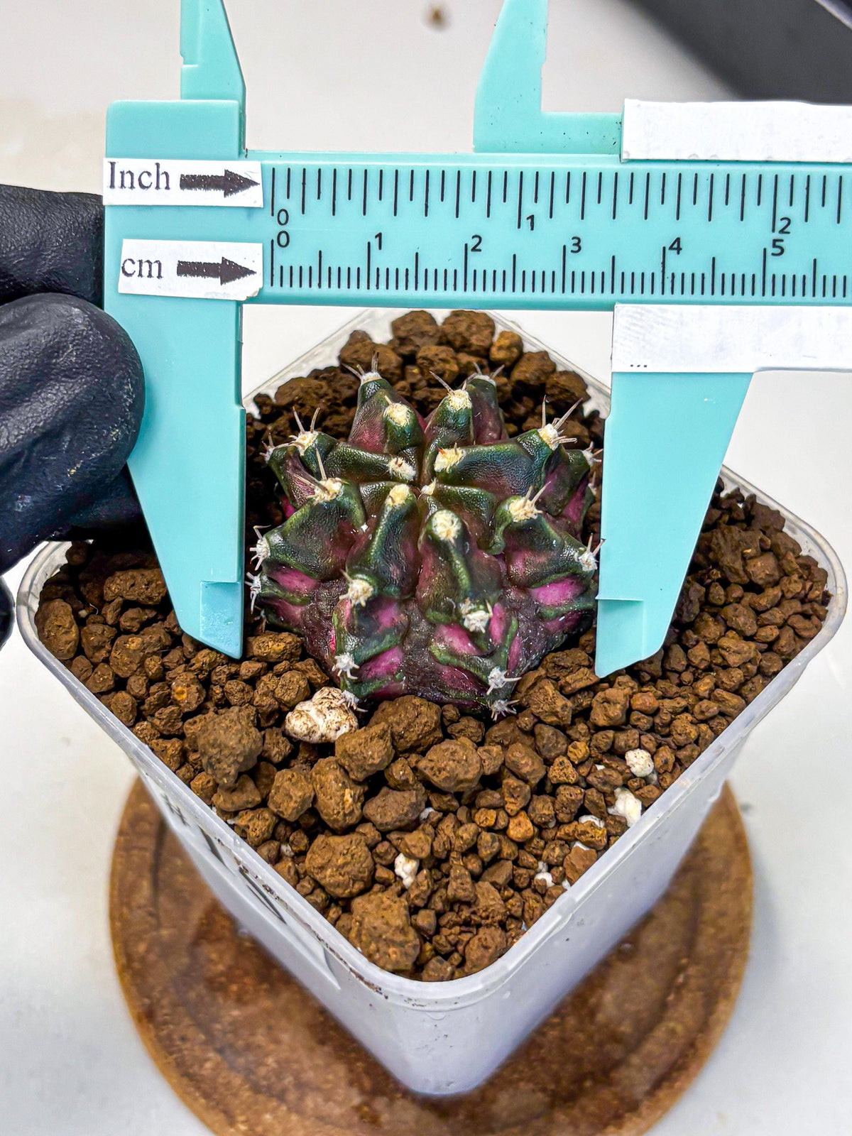 Gymnocalycium T-Rex (gy10) (15) | Variegated Cactus