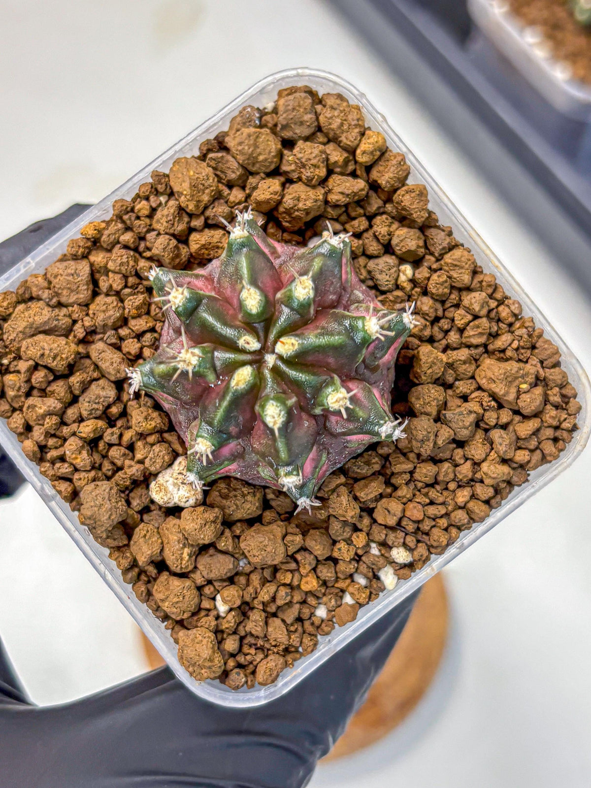 Gymnocalycium T-Rex (gy10) (15) | Variegated Cactus
