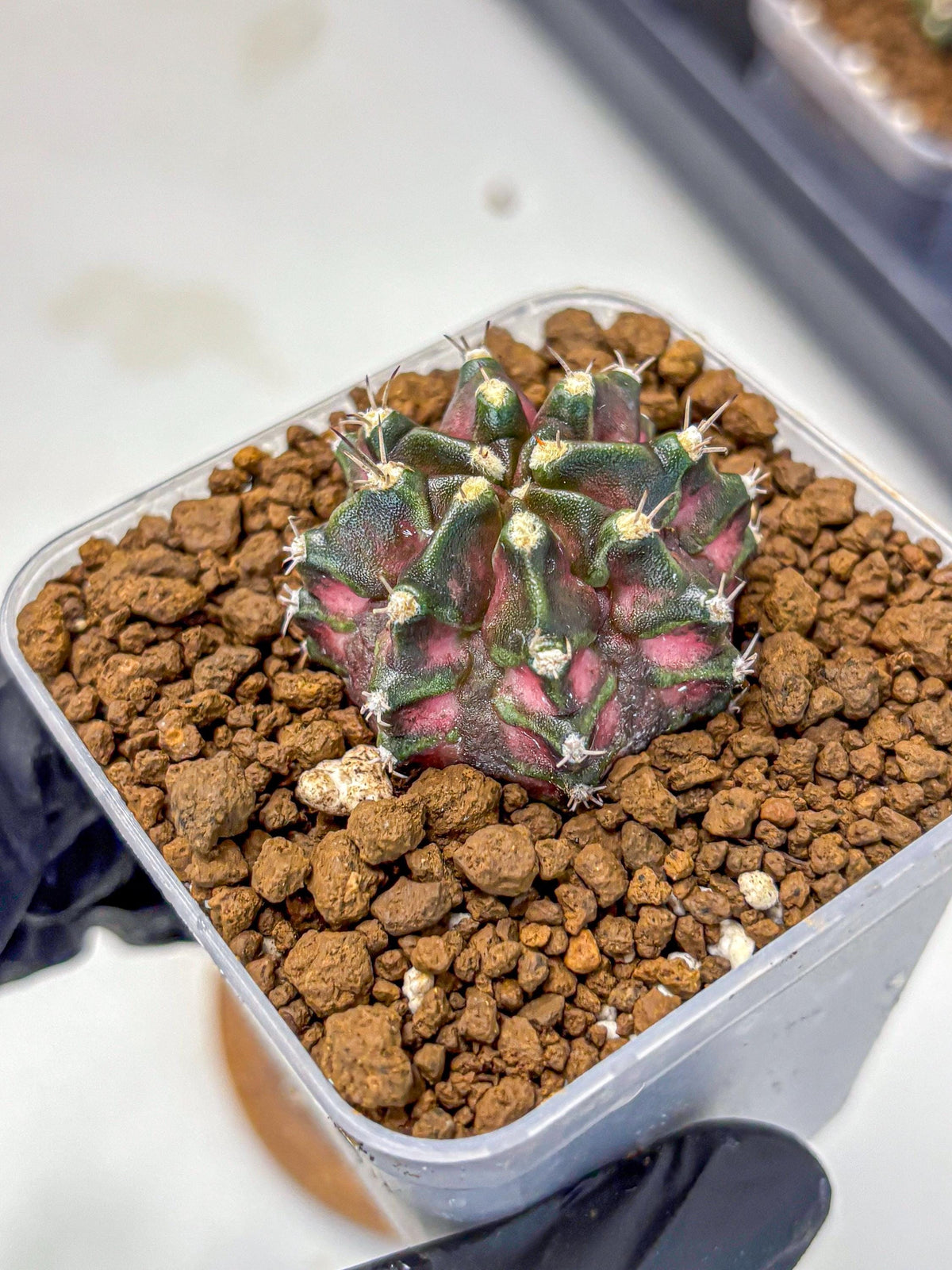 Gymnocalycium T-Rex (gy10) (15) | Variegated Cactus