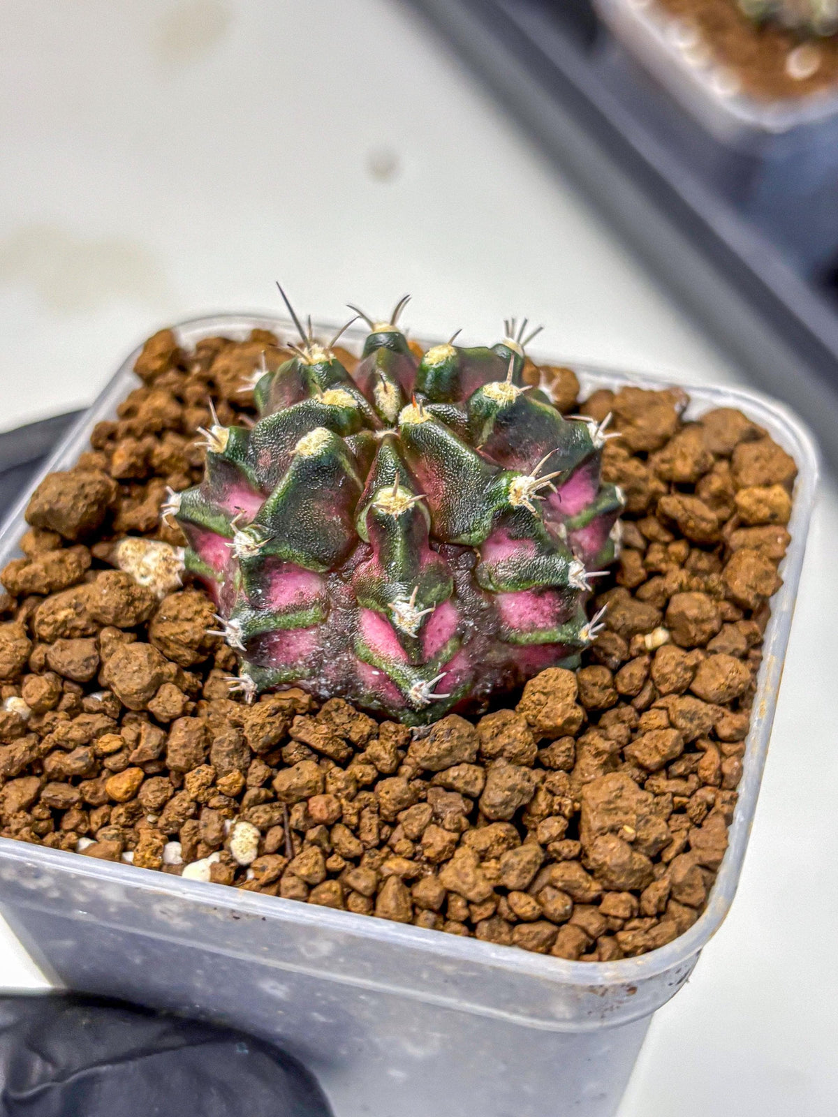 Gymnocalycium T-Rex (gy10) (15) | Variegated Cactus