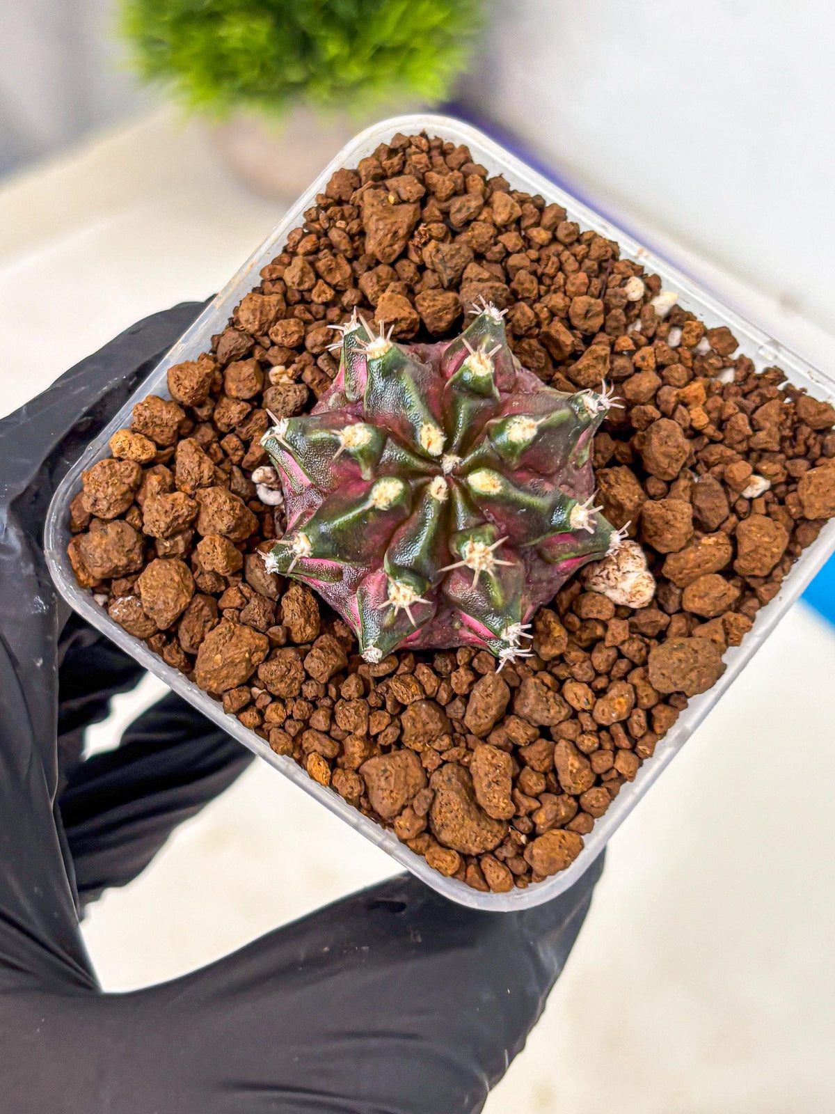 Gymnocalycium T-Rex (gy10) (15) | Variegated Cactus