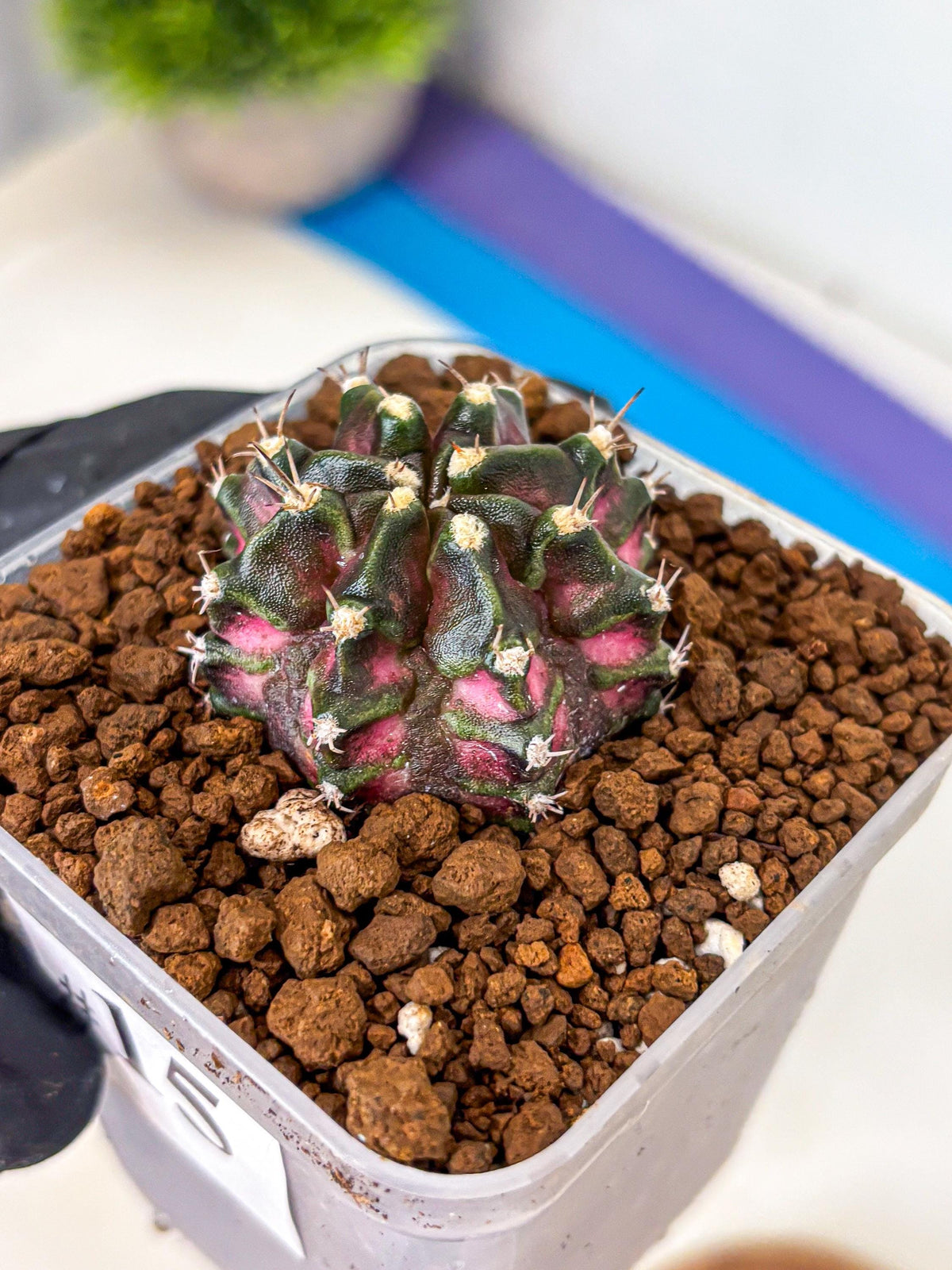 Gymnocalycium T-Rex (gy10) (15) | Variegated Cactus