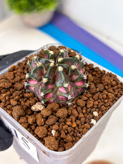 Gymnocalycium T-Rex (gy10) (15) | Variegated Cactus