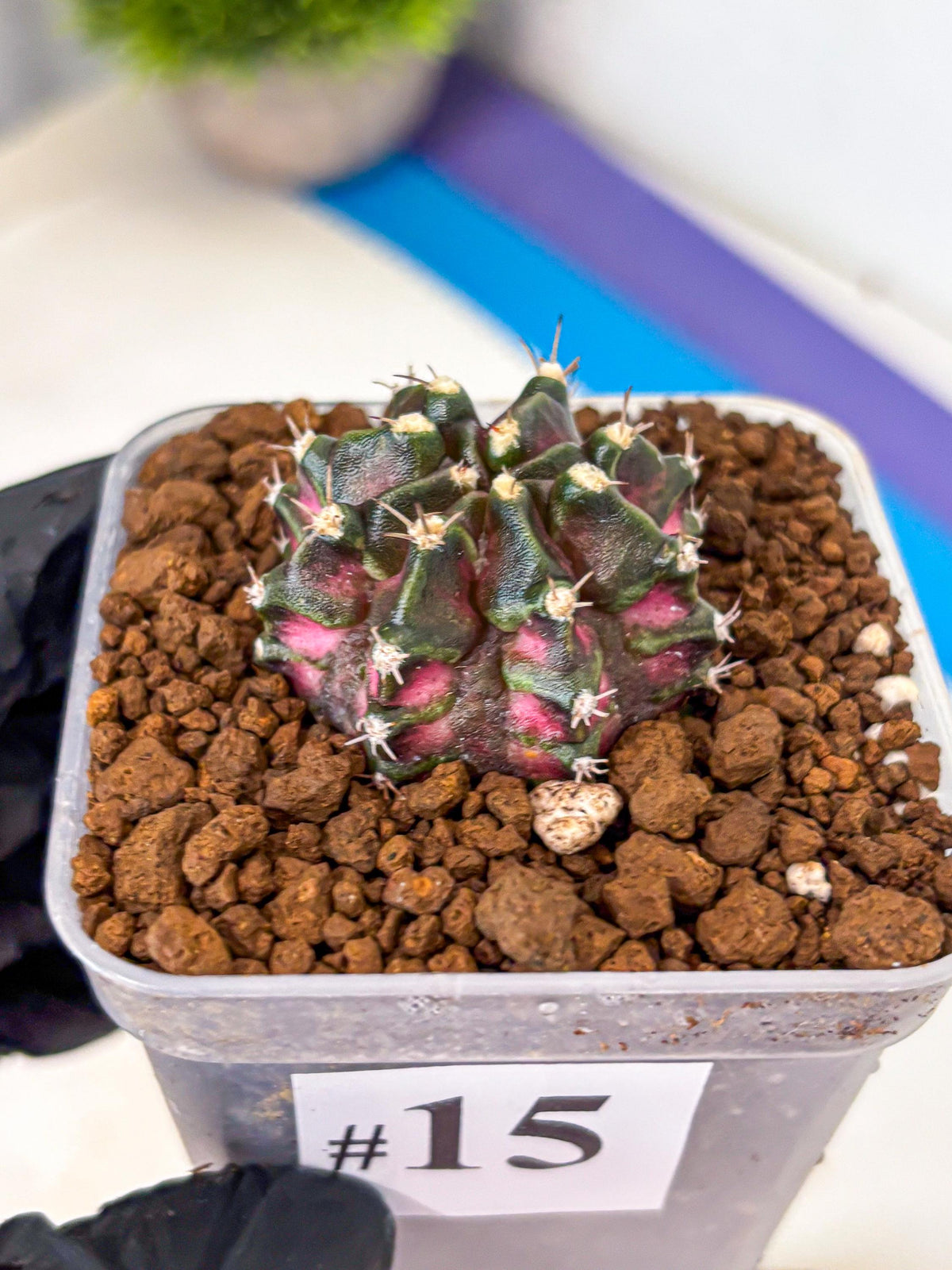Gymnocalycium T-Rex (gy10) (15) | Variegated Cactus