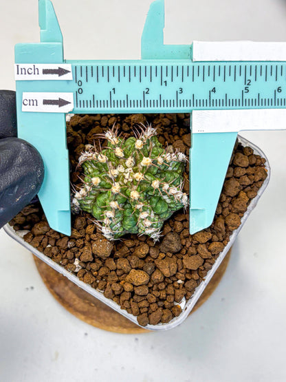 Gymnocalycium T-Rex (gy10) (17) | Variegated Cactus