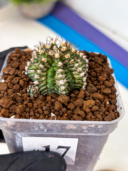 Gymnocalycium T-Rex (gy10) (17) | Variegated Cactus