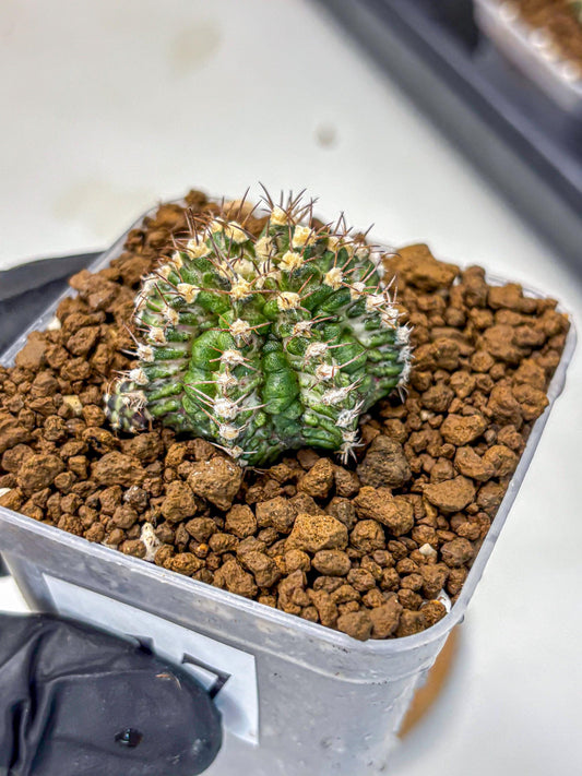 Gymnocalycium T-Rex (gy10) (17) | Variegated Cactus