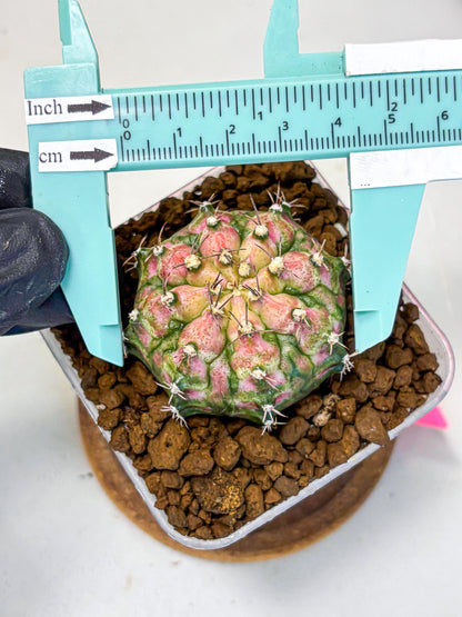 Gymnocalycium T-Rex (gy10) (pp) | Variegated Cactus