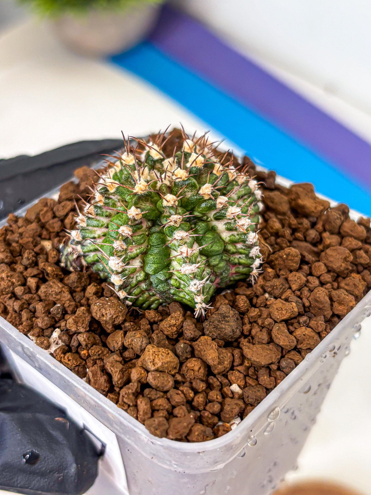 Gymnocalycium T-Rex (gy10) (17) | Variegated Cactus