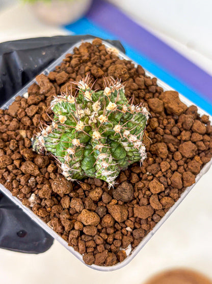 Gymnocalycium T-Rex (gy10) (17) | Variegated Cactus