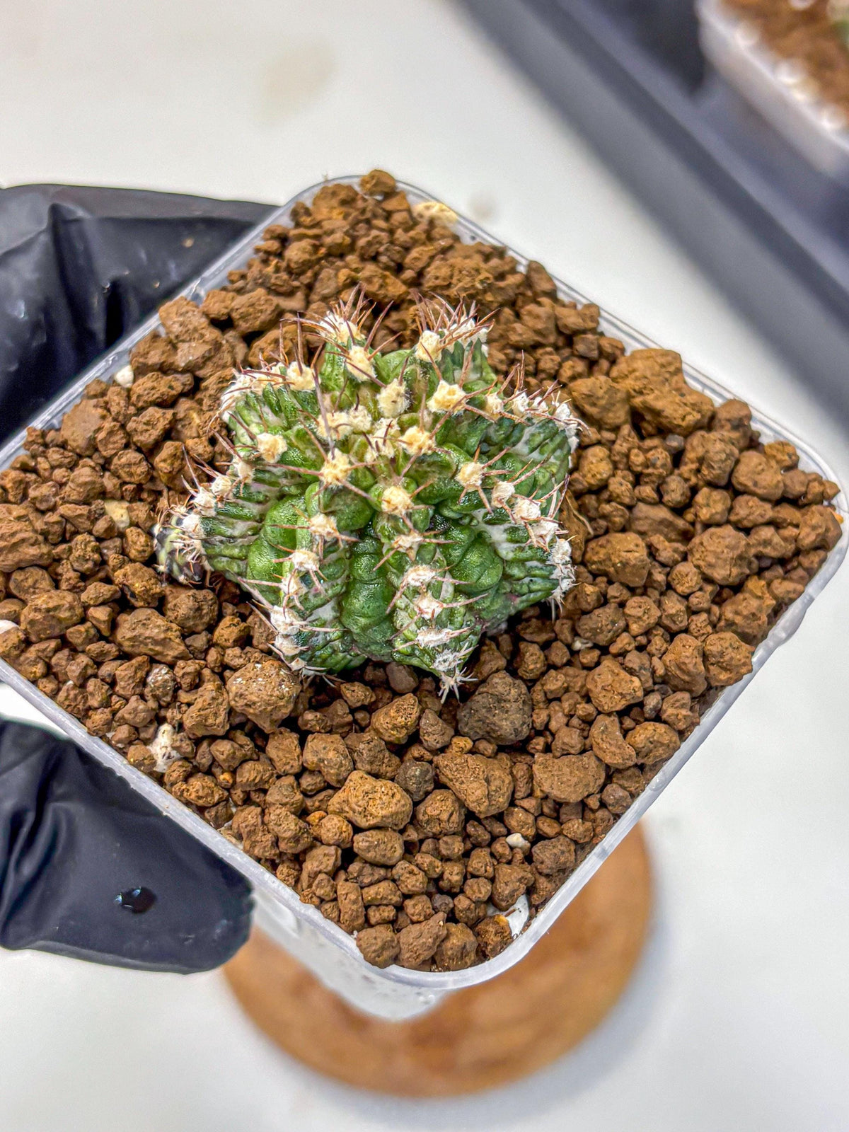 Gymnocalycium T-Rex (gy10) (17) | Variegated Cactus